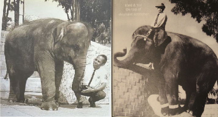 Val DeLeon. Early Elephant keeper at the Oakland Zoo.  Seen here with Kimi, his true elephant friend.